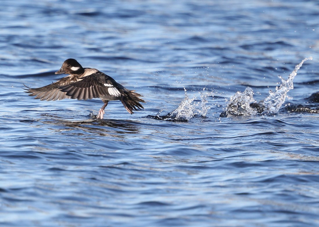 Bufflehead duck skittering