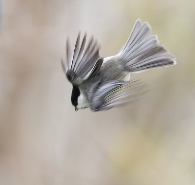 Carolina Chickadee in flight