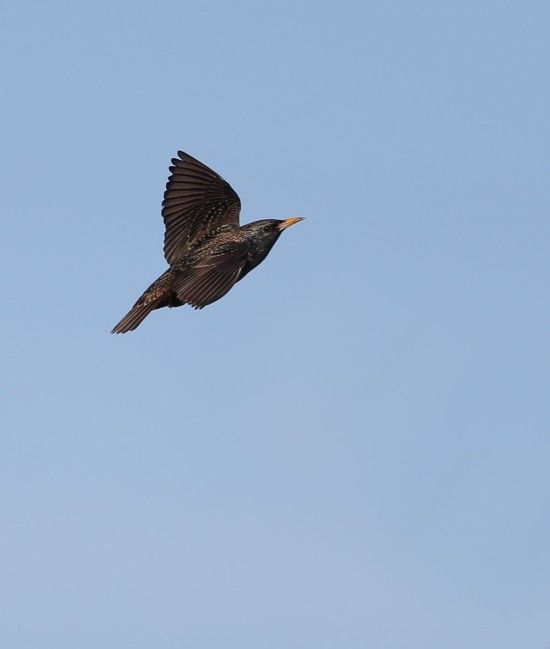 European Starling in flight