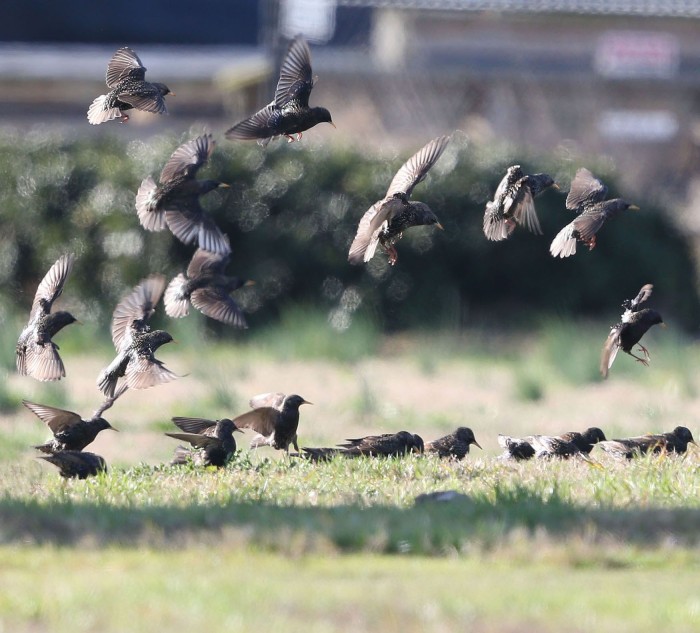 European Starling flock