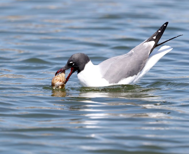 Laughing Gull with a shellfish