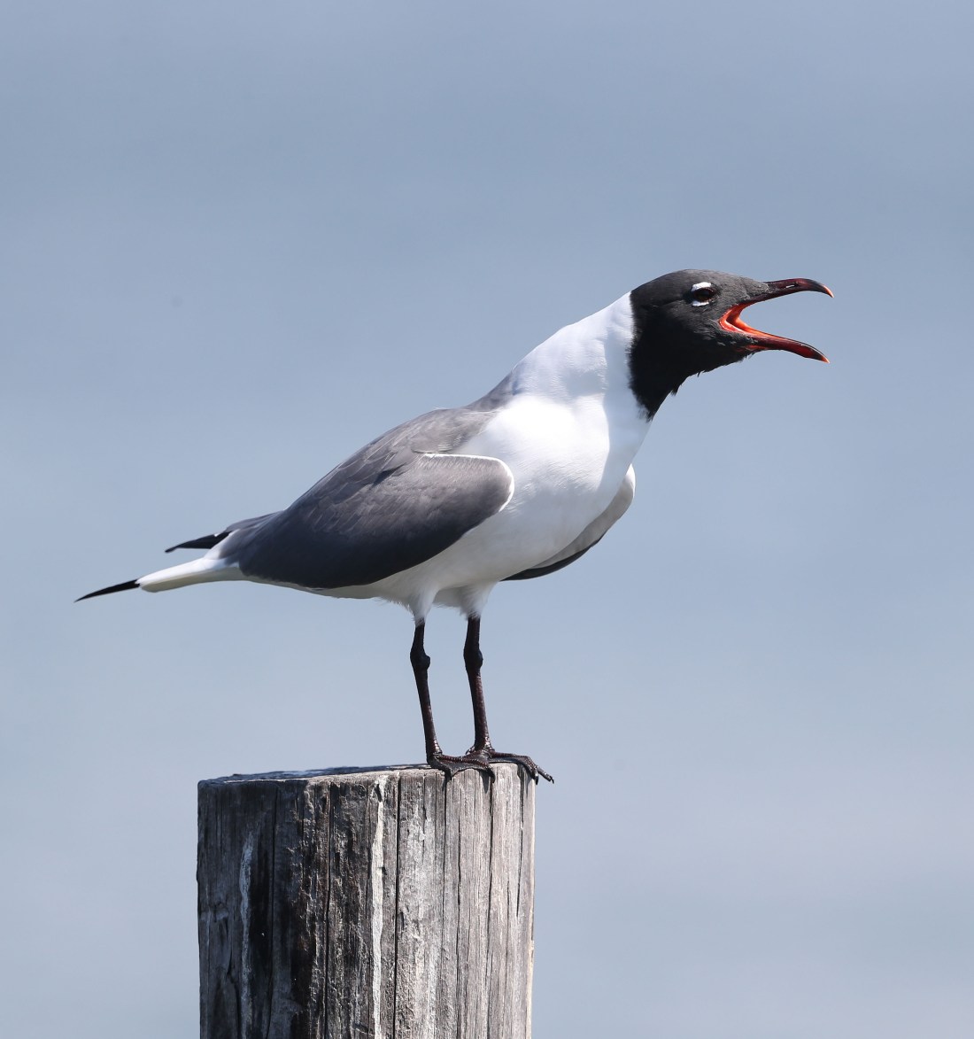 Laughing Gull