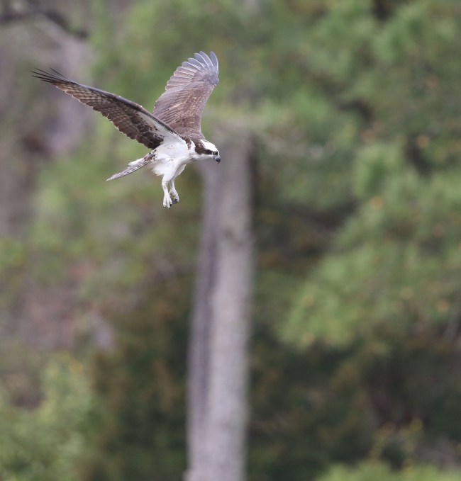 Osprey foraging