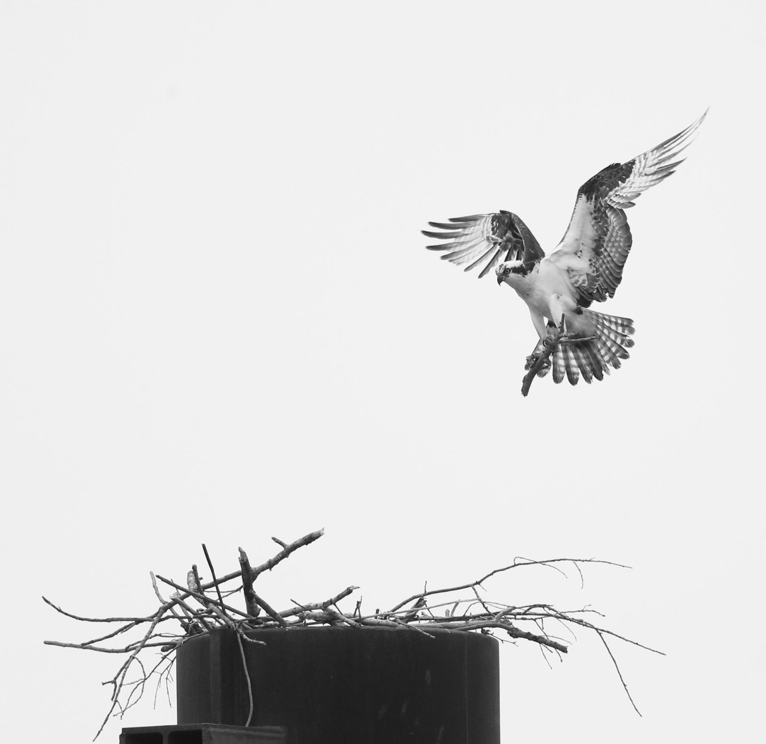 Osprey landing in its nest