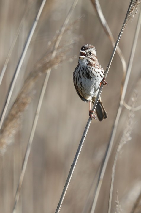 Song Sparrow singing