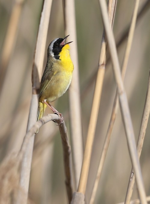 Common Yellowthroat singing