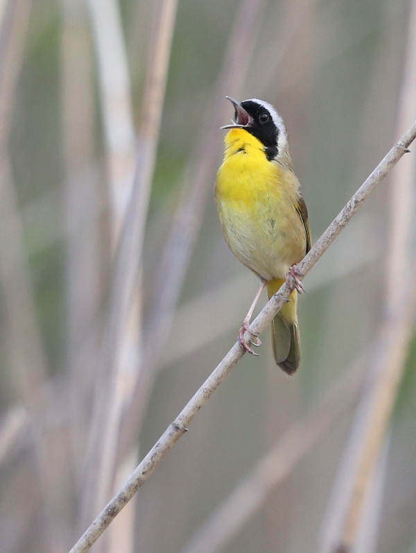 Male Common Yellowthroat singing