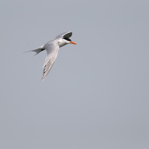 Royal Tern