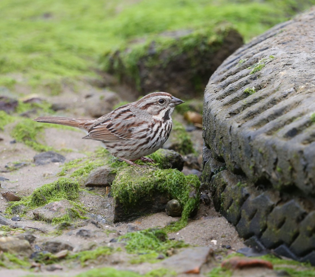 Song Sparrow