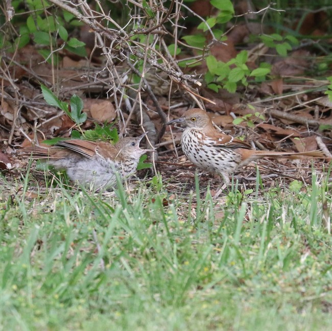 Brown Thrasher about to feed young
