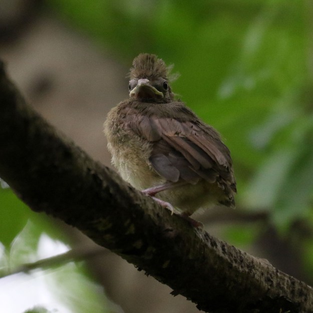 Fledgling Northern Cardinal