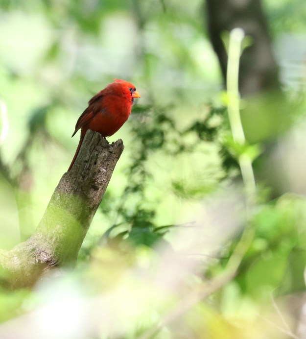 Northern Cardinal