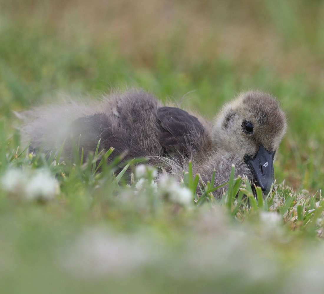 Canada Goose gosling with gray down