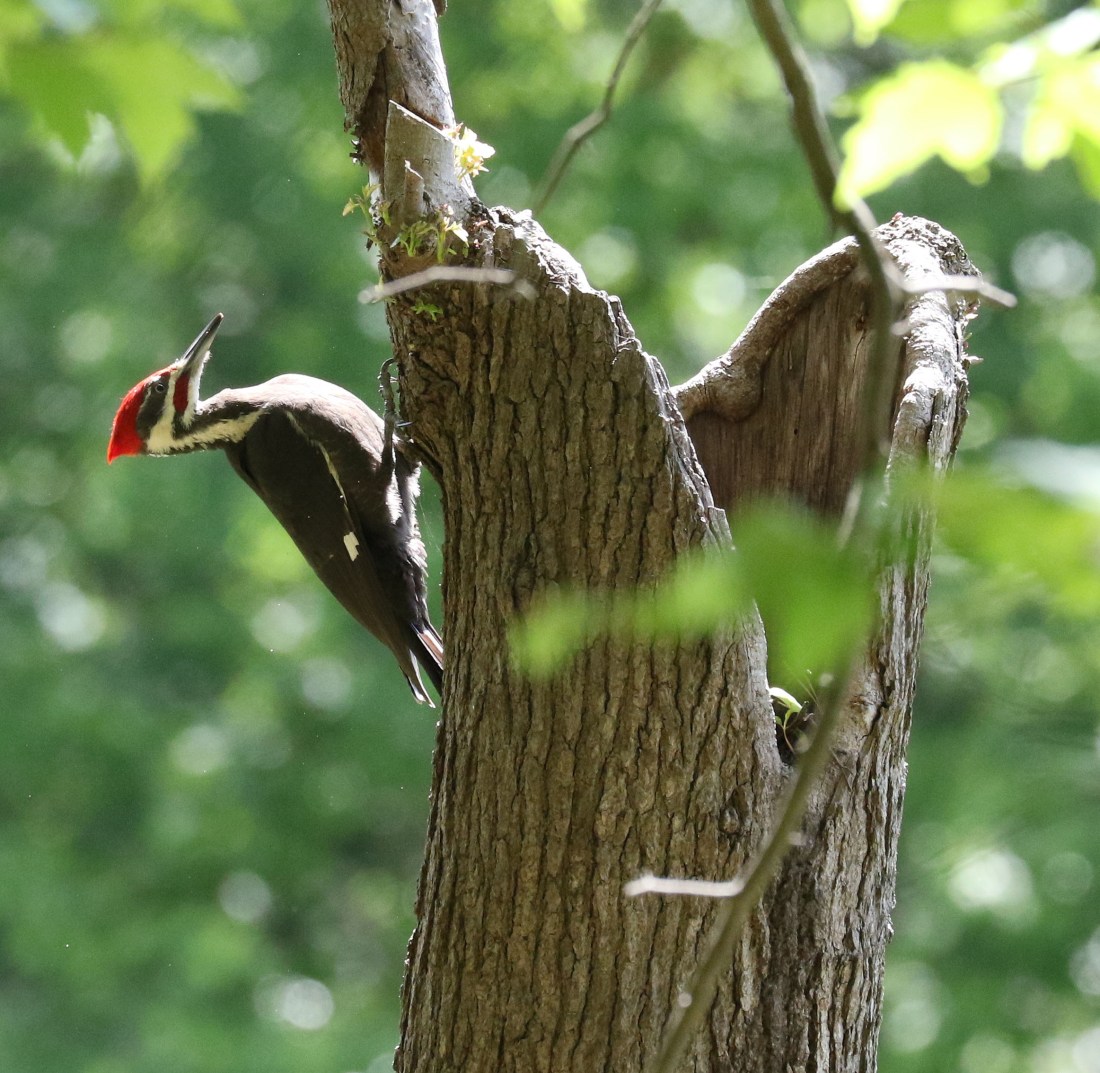 Male Pileated Woodpecker