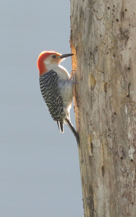 Red-bellied Woodpecker excavating a nest hole