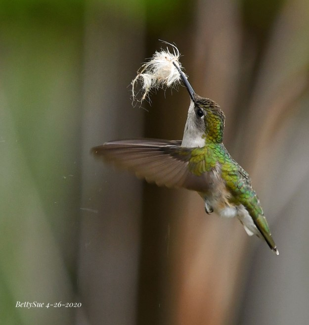 Nest-building female Ruby-throated Hummingbird