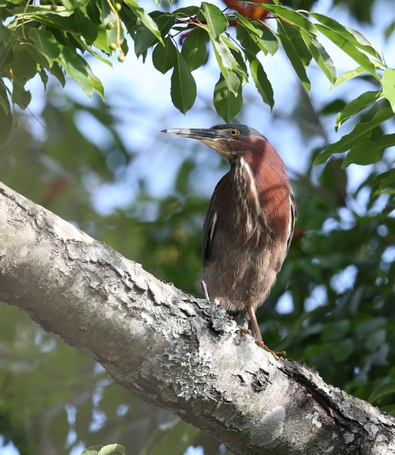 Adult Green Heron