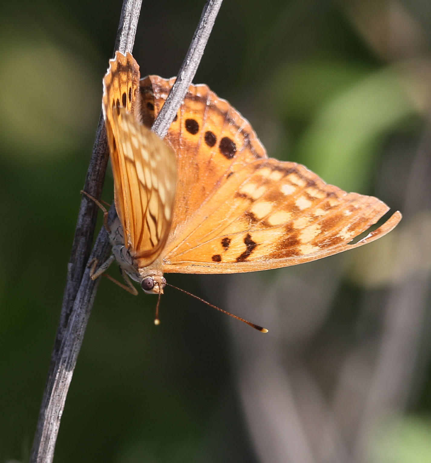 Tawny emperor butterfly