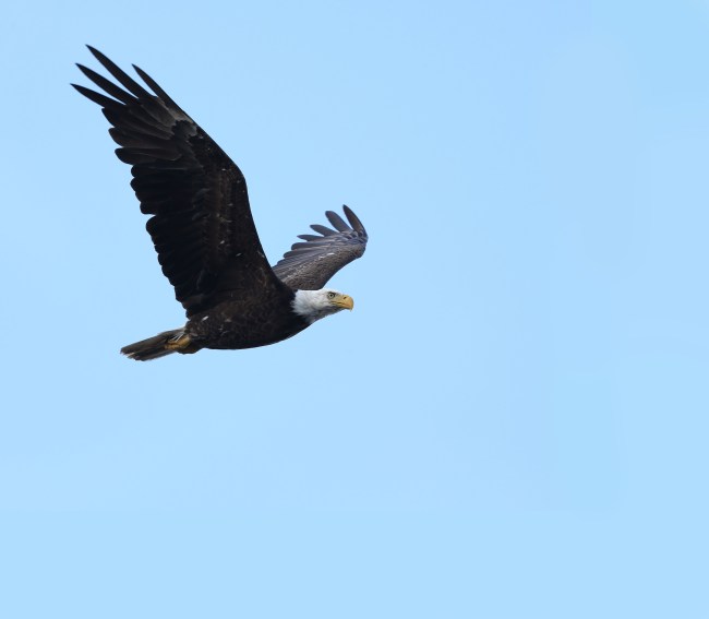 Bald Eagle