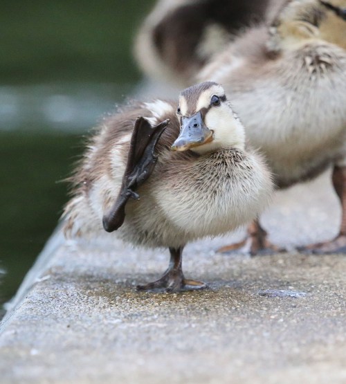 Juvenile Mallard duck
