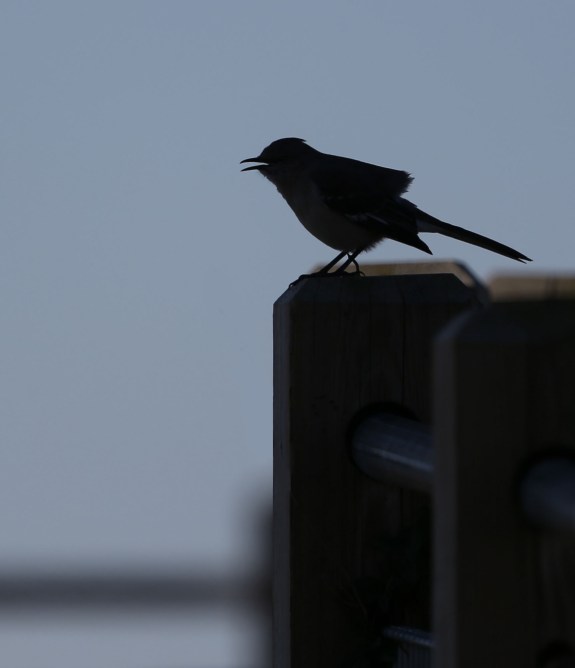 Northern Mockingbird silhouette