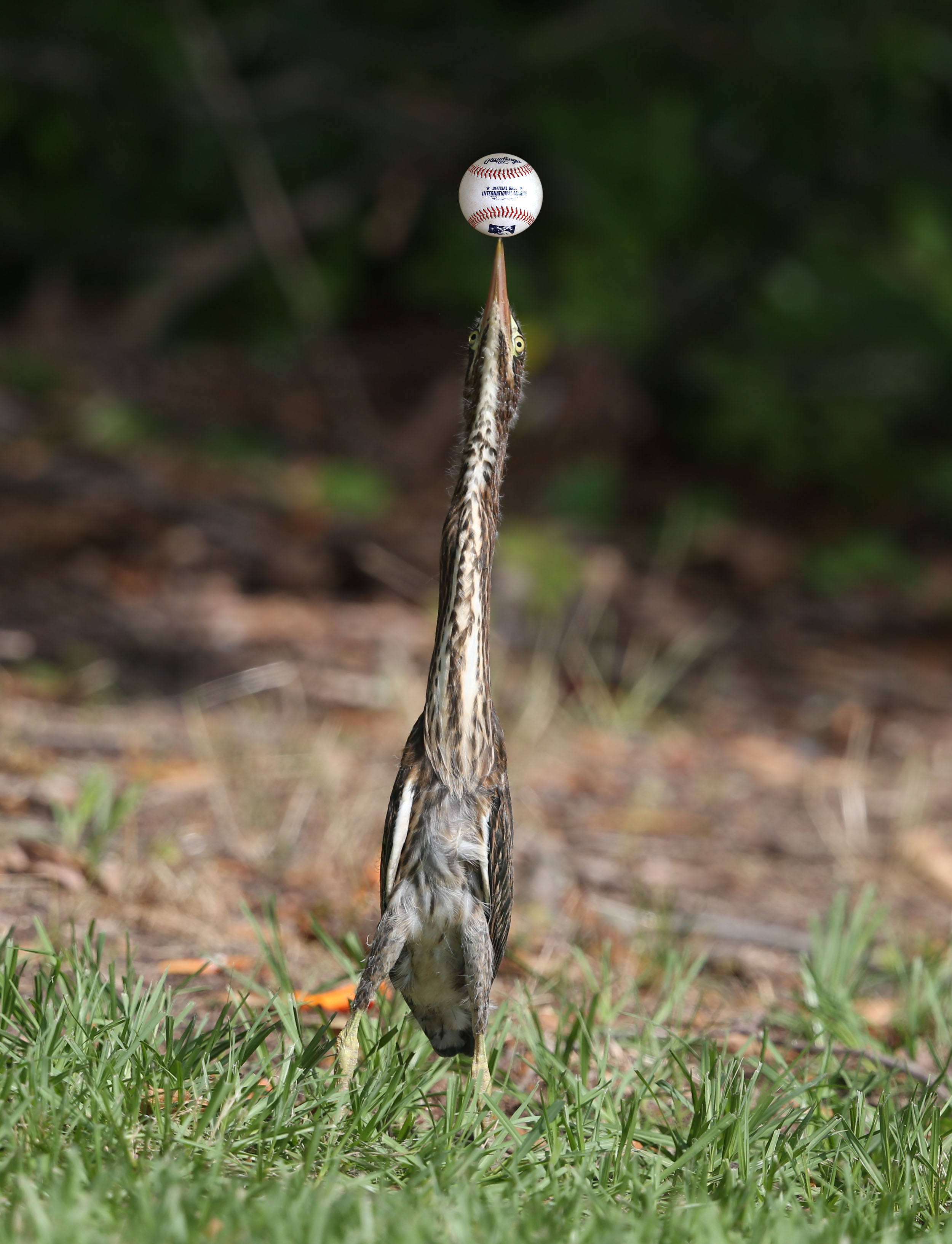 Juvenile Green Heron with baseball