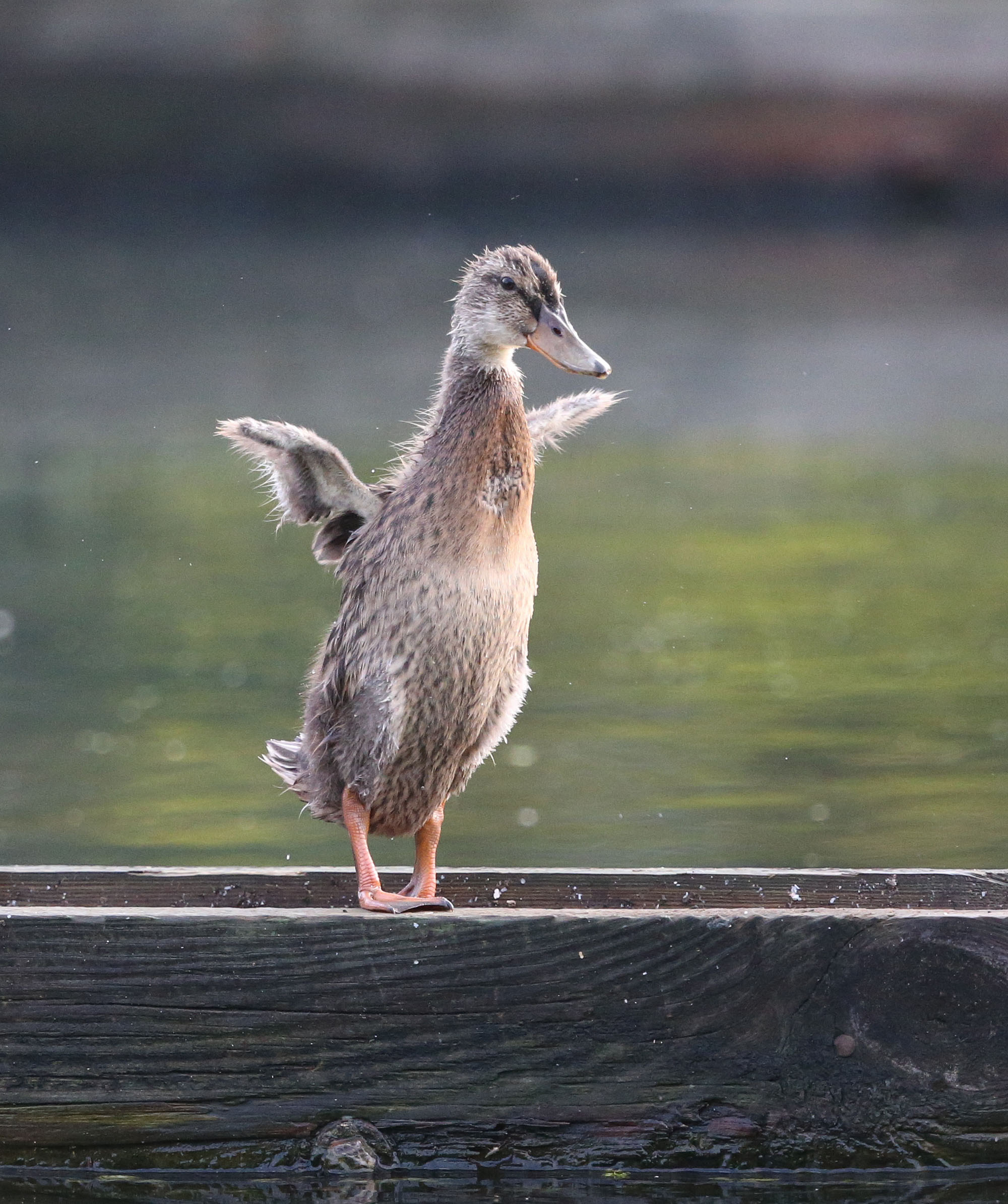 Juvenile male Mallard duck