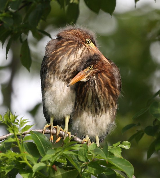 Juvenile Green Heron siblings