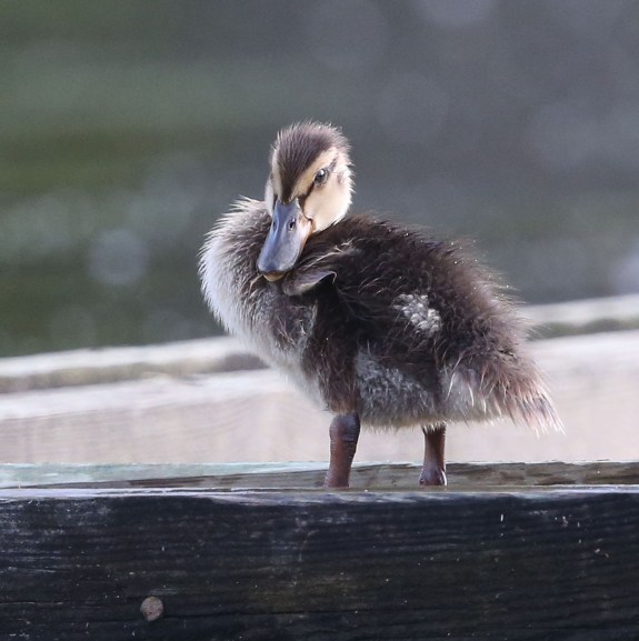 Juvenile Mallard duck