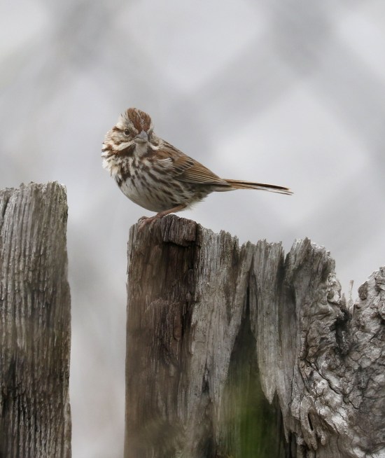 Song Sparrow