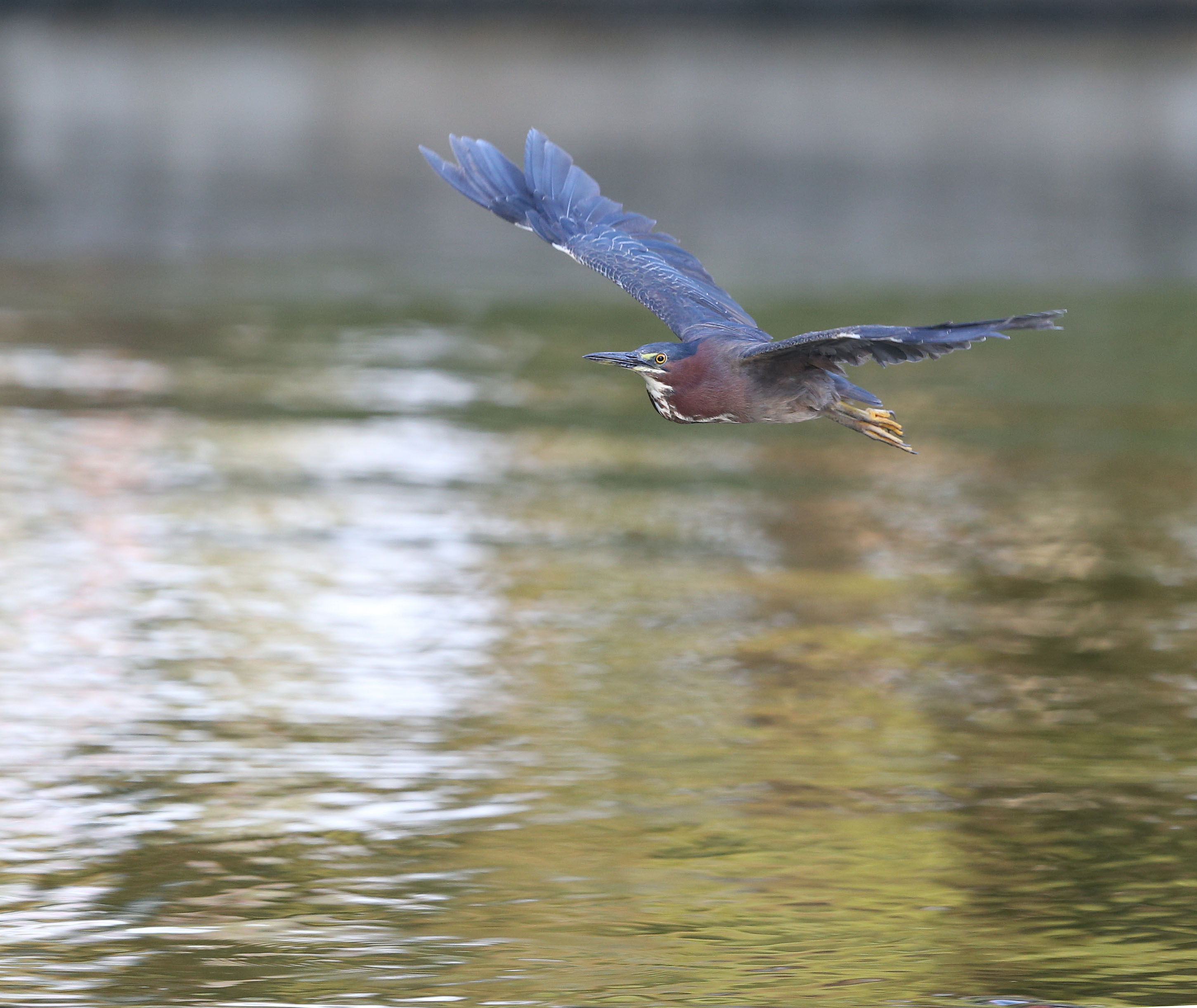 Adult Green Heron in flight