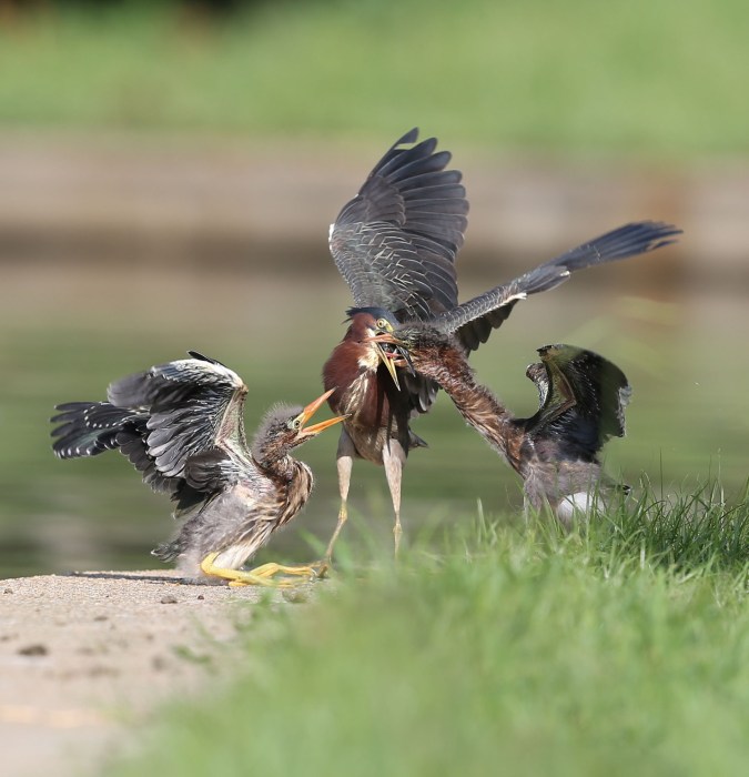 Green Heron fledglings being fed by a parent