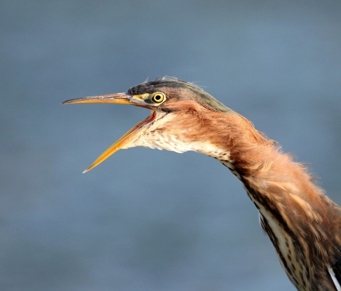 Juvenile Green Heron