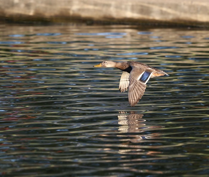 Female Mallard duck in flight