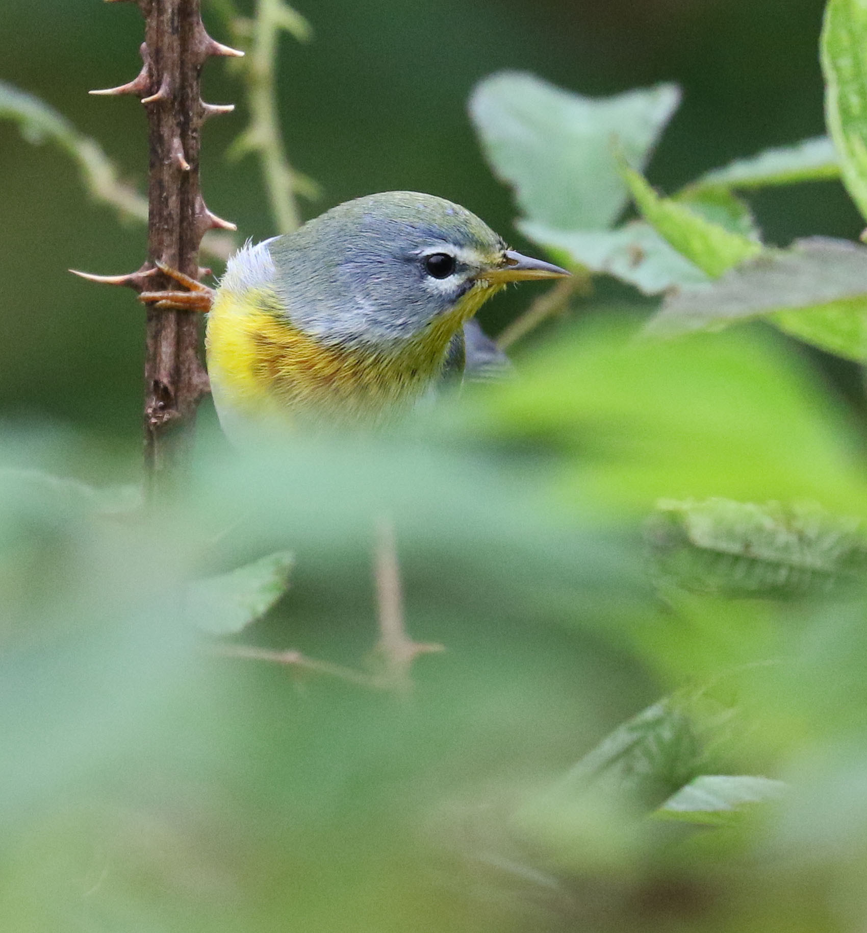 Adult female Northern Parula