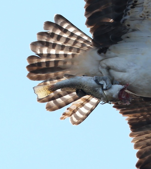 Osprey carrying a fish