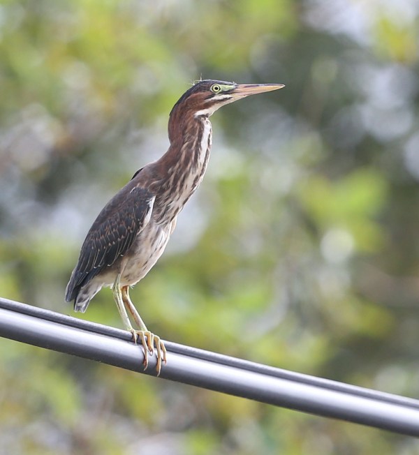 Juvenile Green Heron