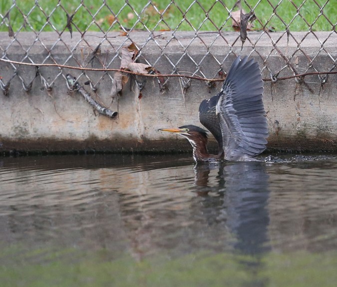 Immature Green Heron swimming