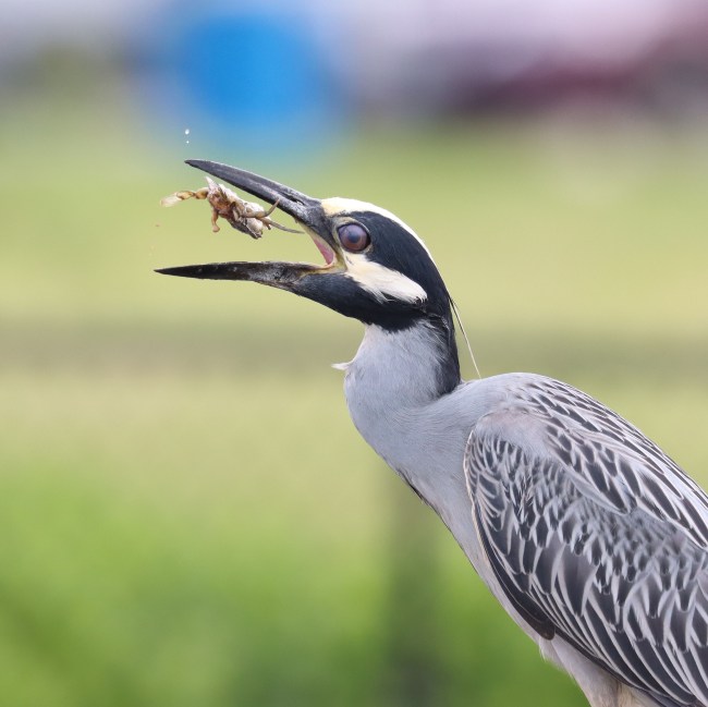 Adult Yellow-crowned Night Heron feeding