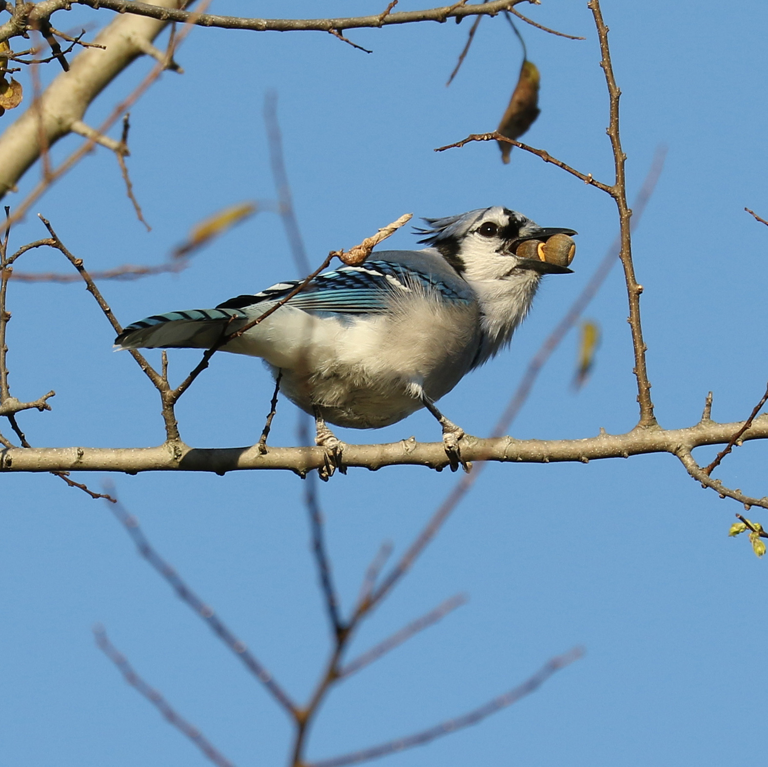 Blue Jay with acorns