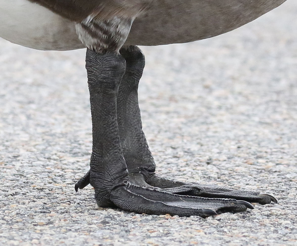 Canada Goose feet