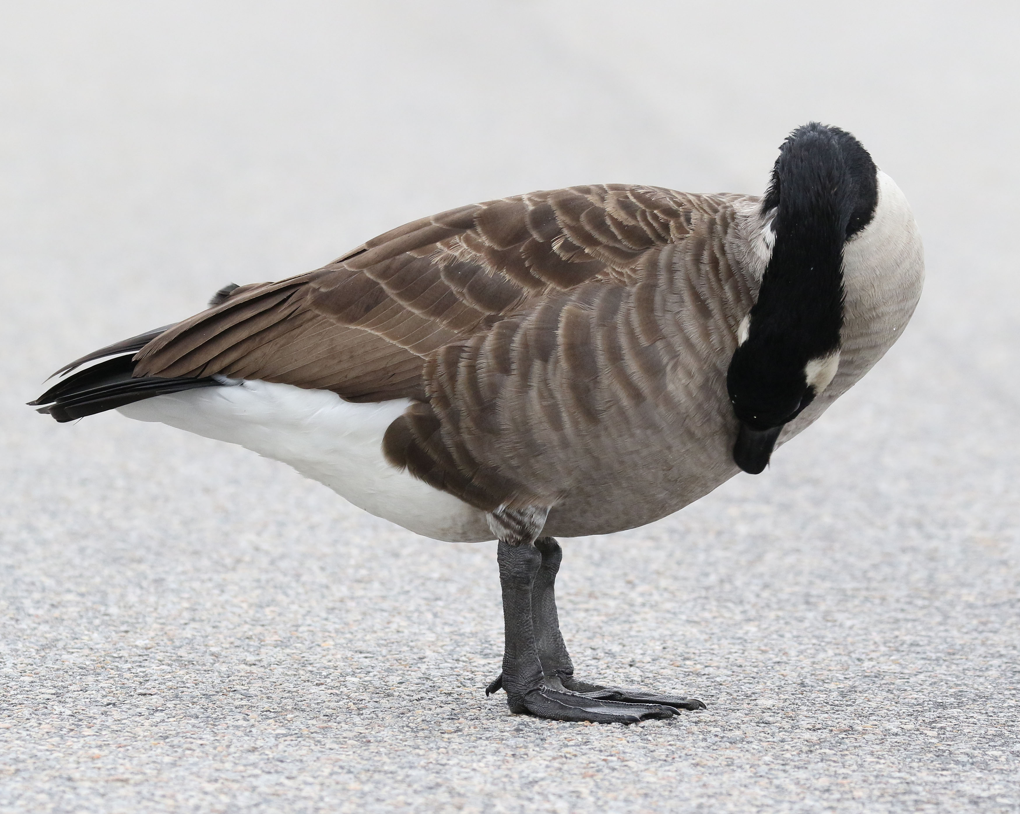 Canada Goose