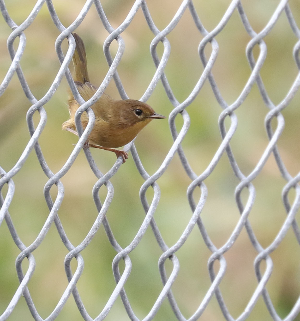 Immature female Common Yellowthroat
