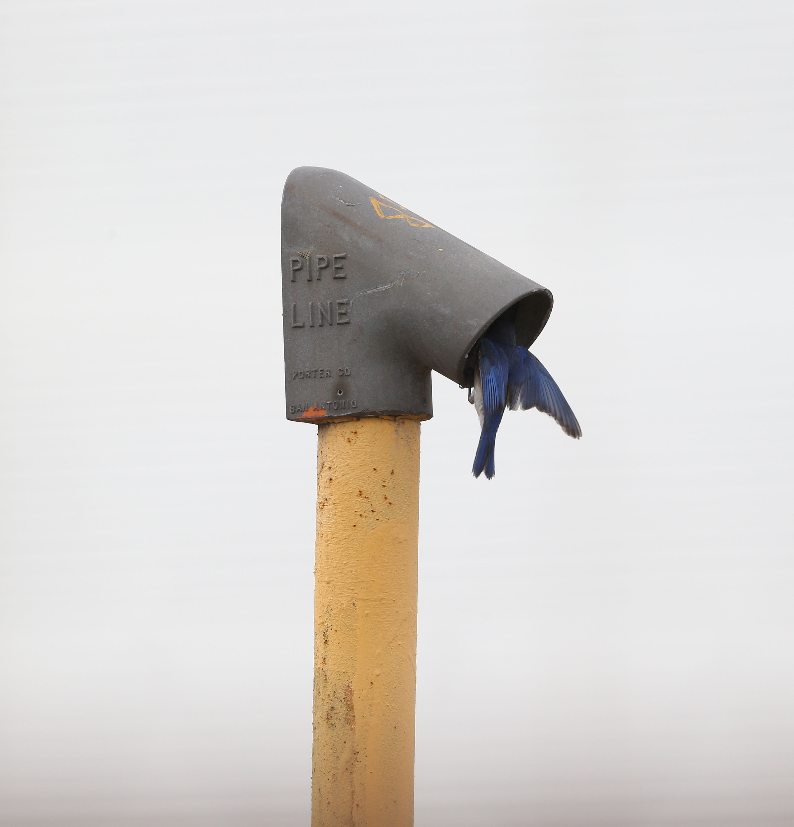 Adult male Eastern Bluebird
