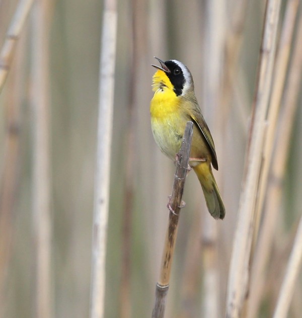 Common Yellowthroat