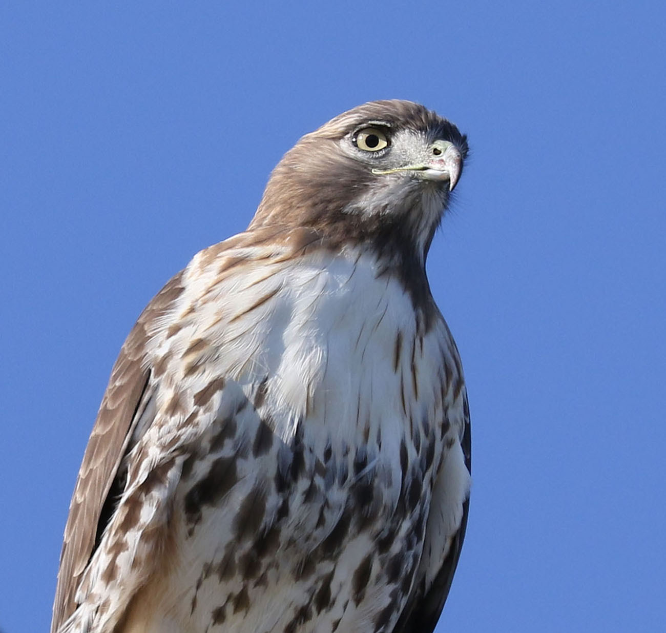 Red-tailed Hawk