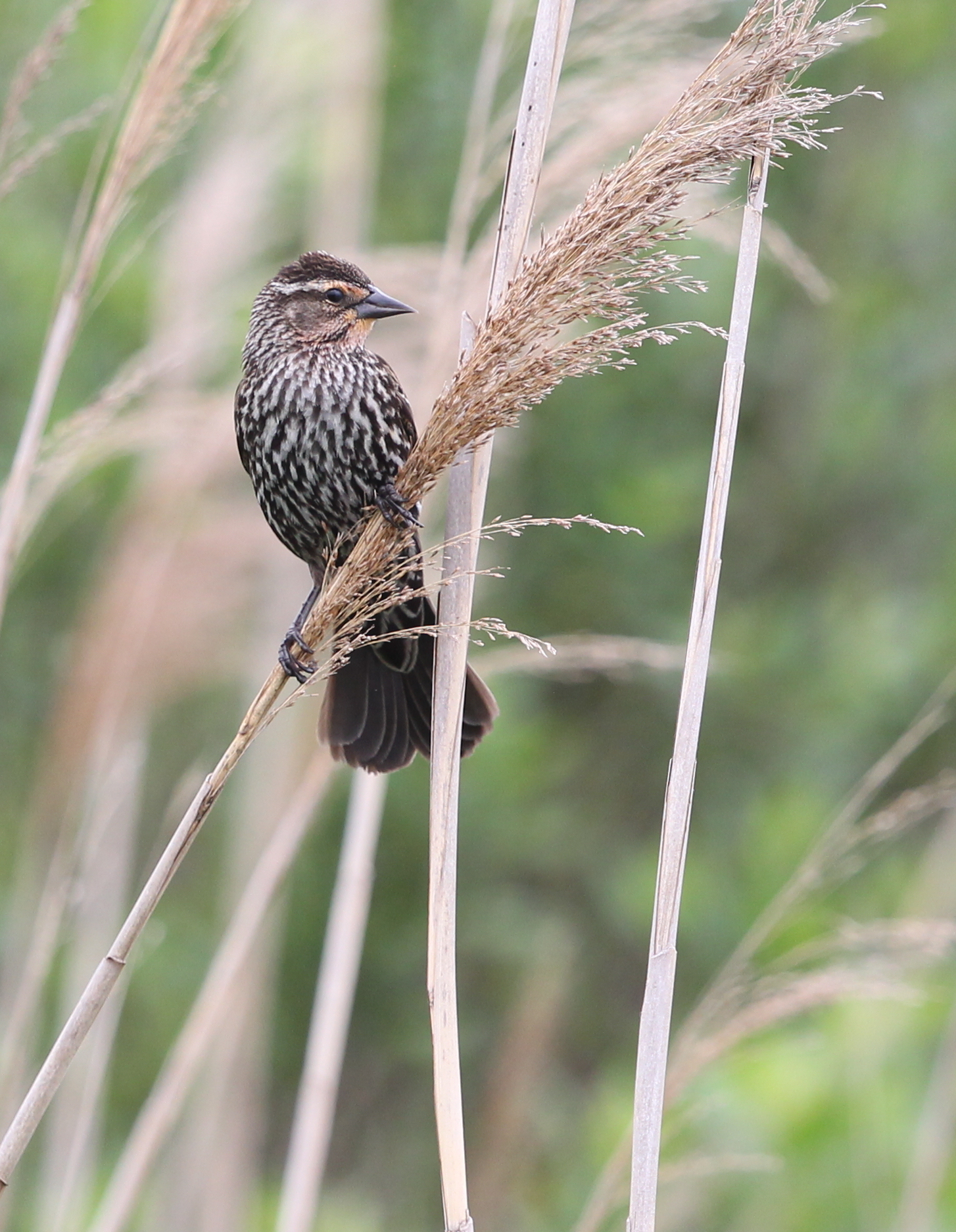 Female Red-winged Blackbird