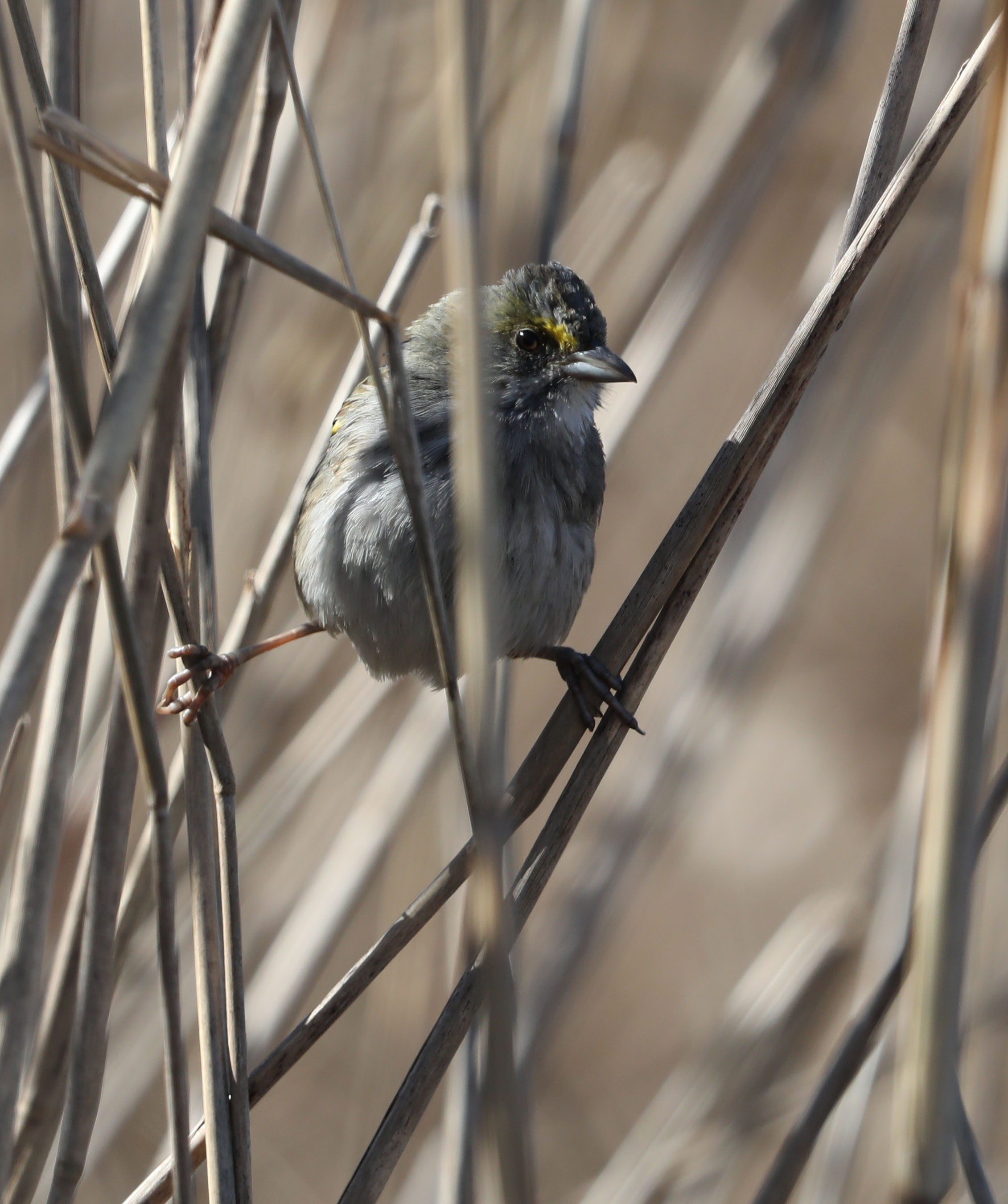 Seaside Sparrow