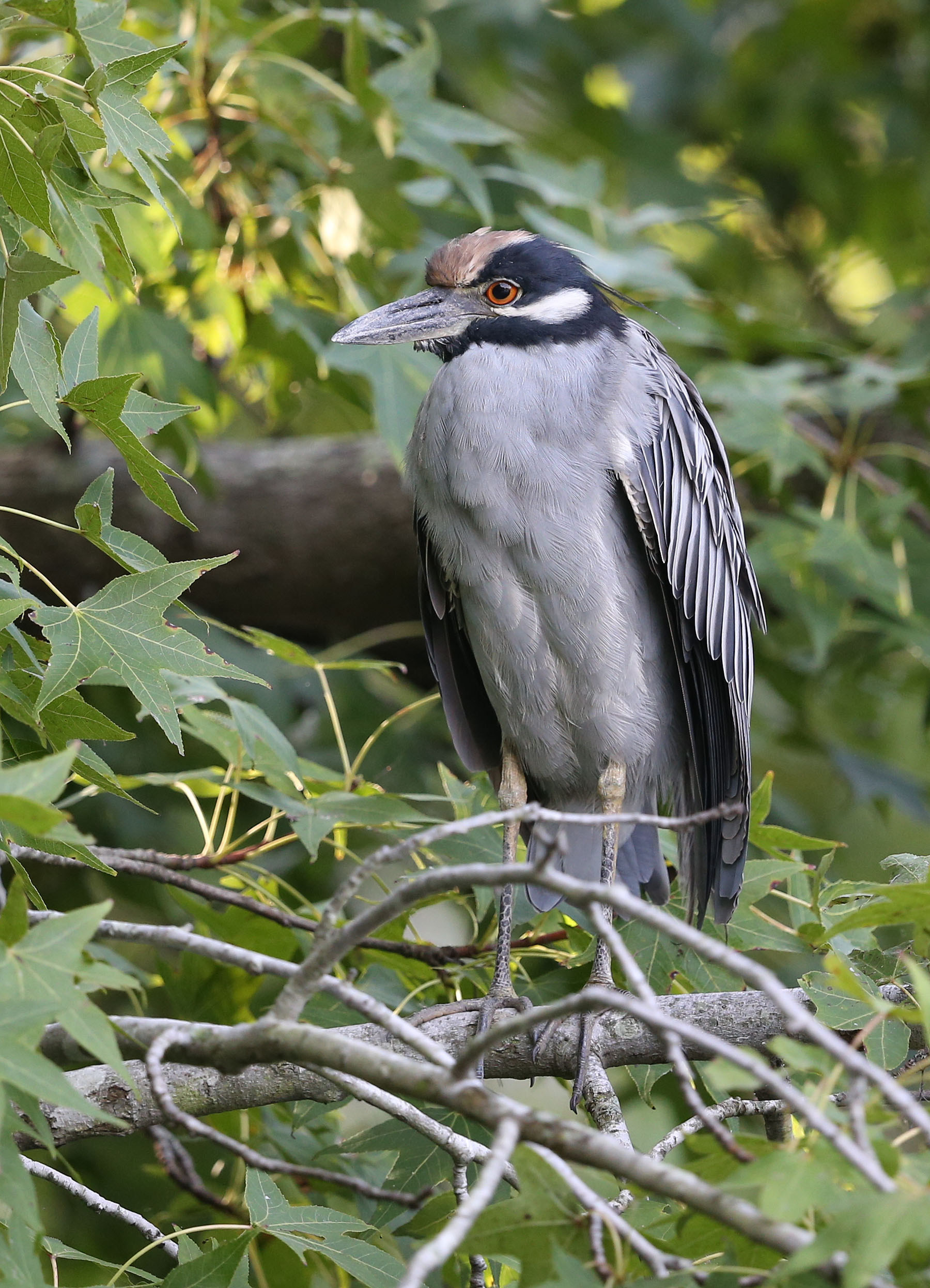 Yellow-crowned Night Heron
