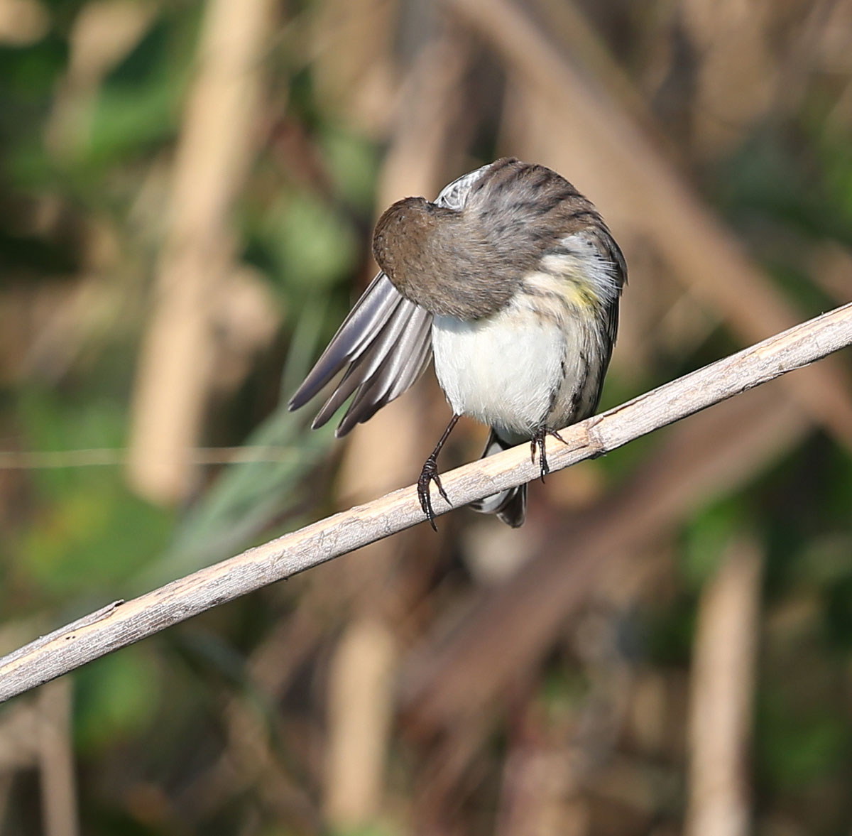 Yellow-rumped Warbler